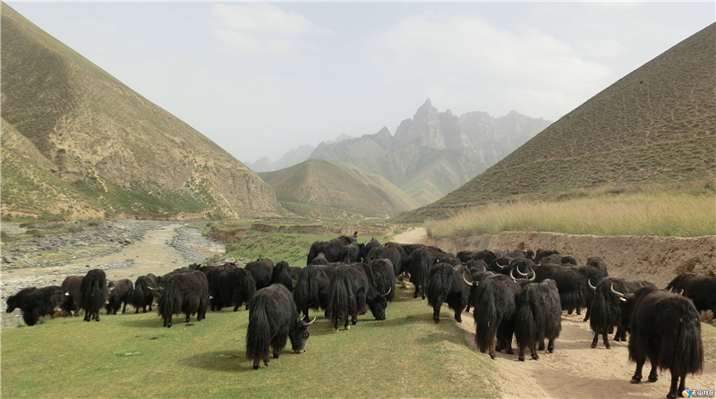 銀川伊百盛生物工程有限公司 銀川伊百盛生物工程有限公司