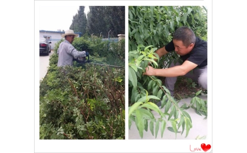 美化廠區(qū)環(huán)境 樹立良好形象