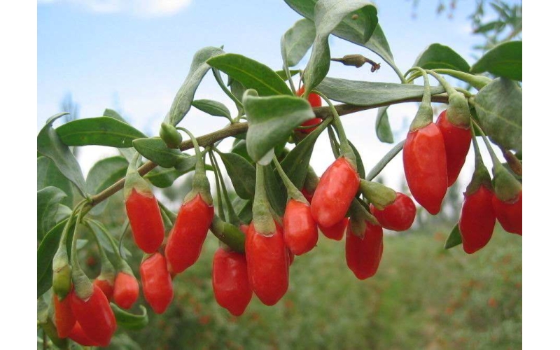 枸杞的分類，什么是枸杞原漿？